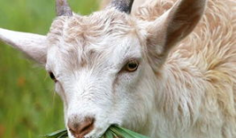 羊了个羊吃瓜爆料,揭秘游戏背后的惊人真相